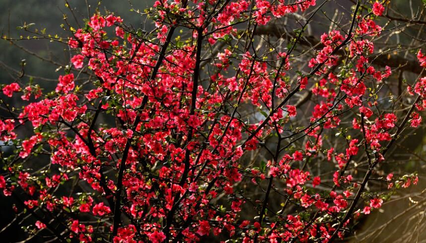 繁花似锦，红红火火，正好映衬着这个春节的繁荣。图据五线谱