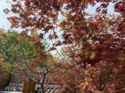园区变景区  温江万花拾景园繁花似锦