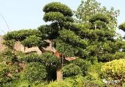 探索花木产业供给侧结构性改革 绿舟园林“变形”计