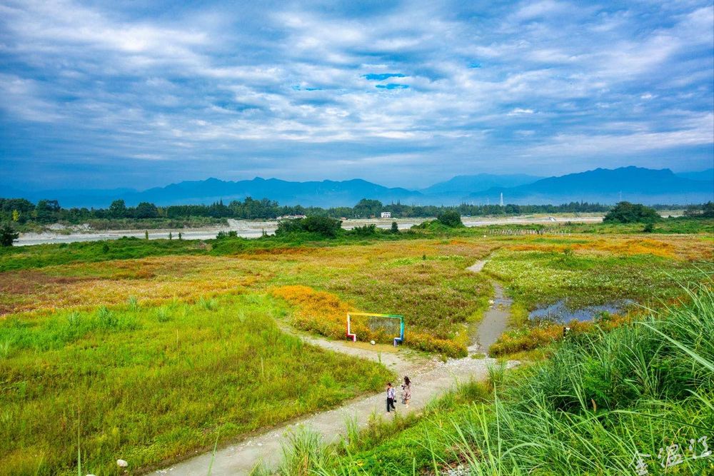 温江这片金灿灿的花海美爆了！