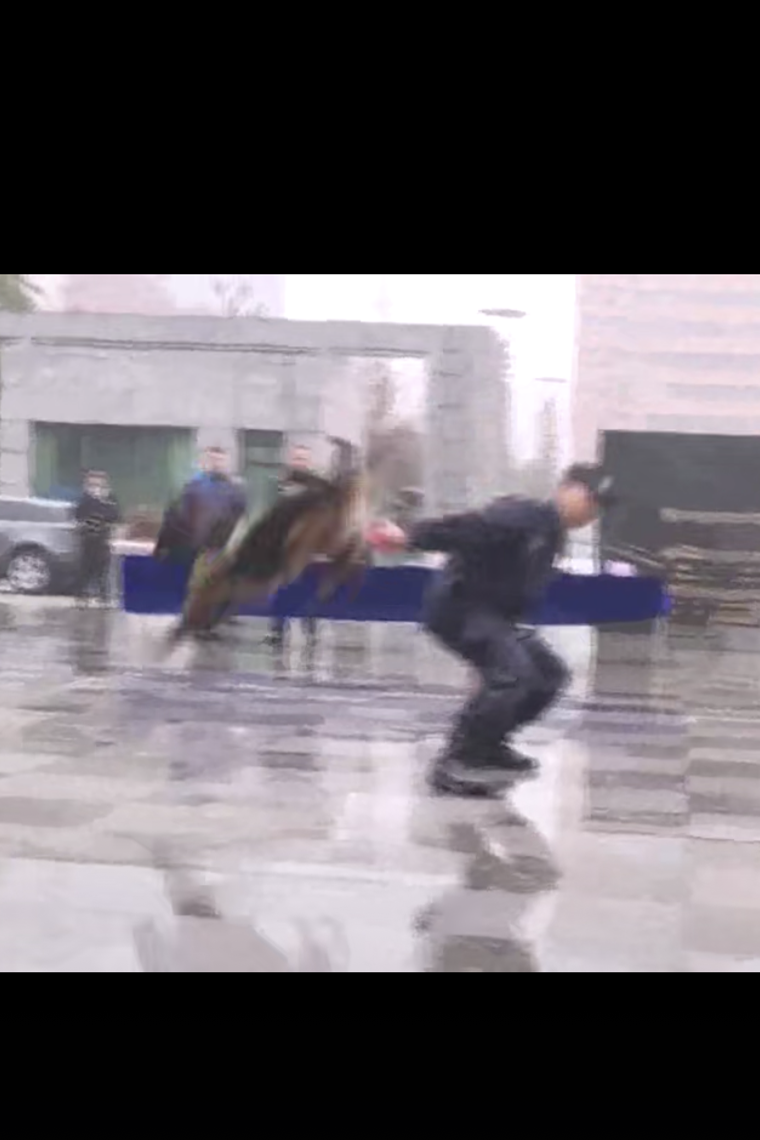 警犬：失误失误 再来一次
