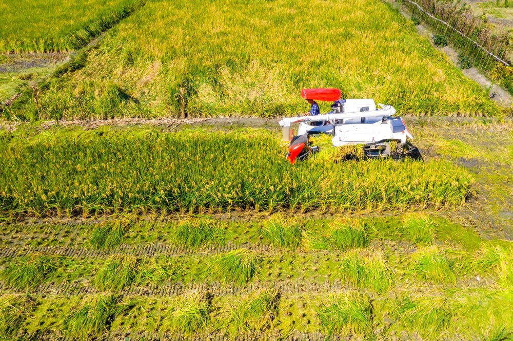 又到一年秋收季