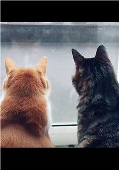 南方的猫对下雪的尊重....