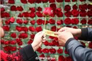 温江：以花为礼 3000枝玫瑰发出春日邀请