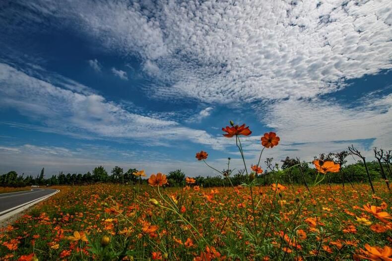 一阵风吹过，花朵摇曳