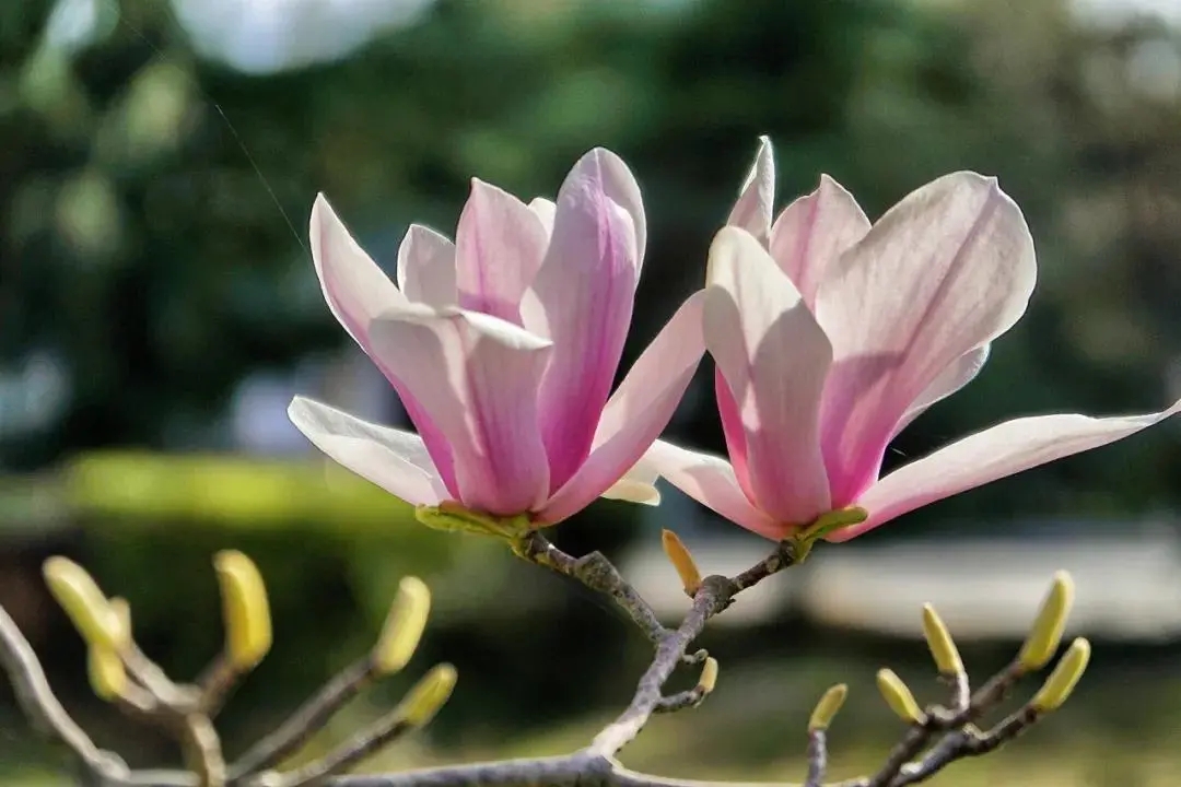 玉兰花的“仙姿”
