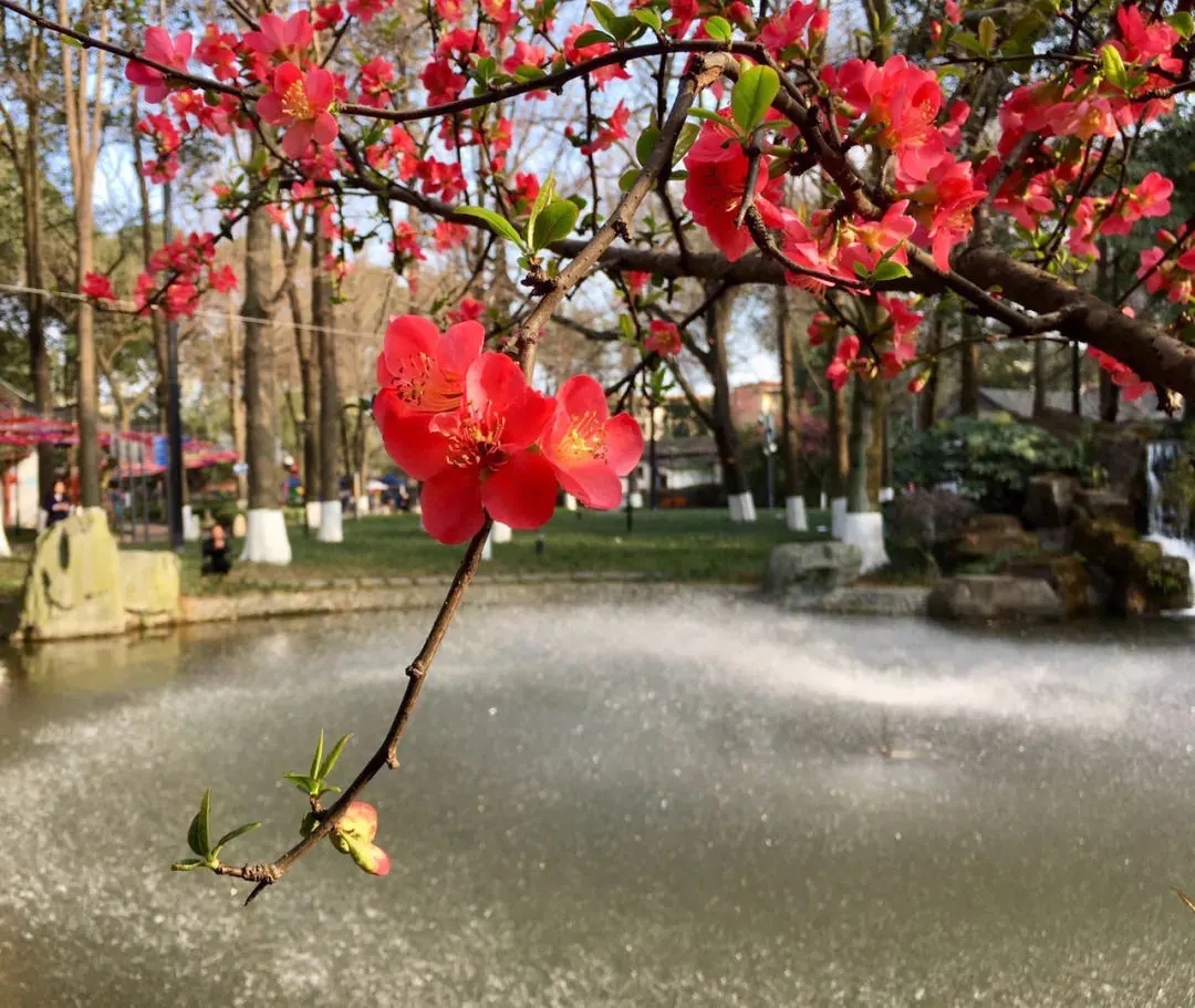太美了！初春一起到温江赏花咯！赶紧约起来！