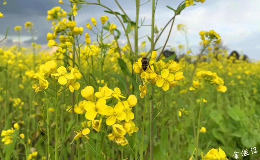 蜜蜂采蜜忙！温江油菜花开
