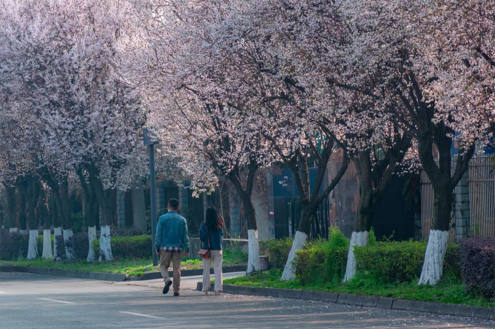 这条粉红“花路”你爱吗？