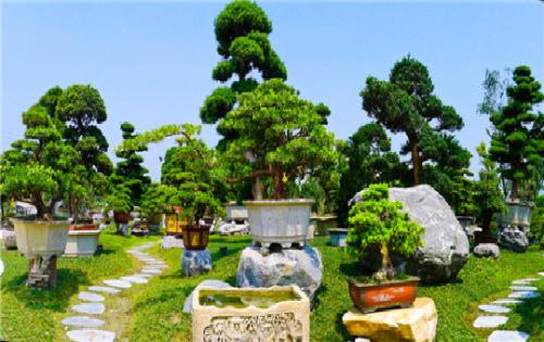 川派盆景游学基地：弘扬盆景文化 传承盆景艺术