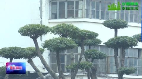 行道树修剪有“门道”，川派盆景艺术融入“一树一景”工程
