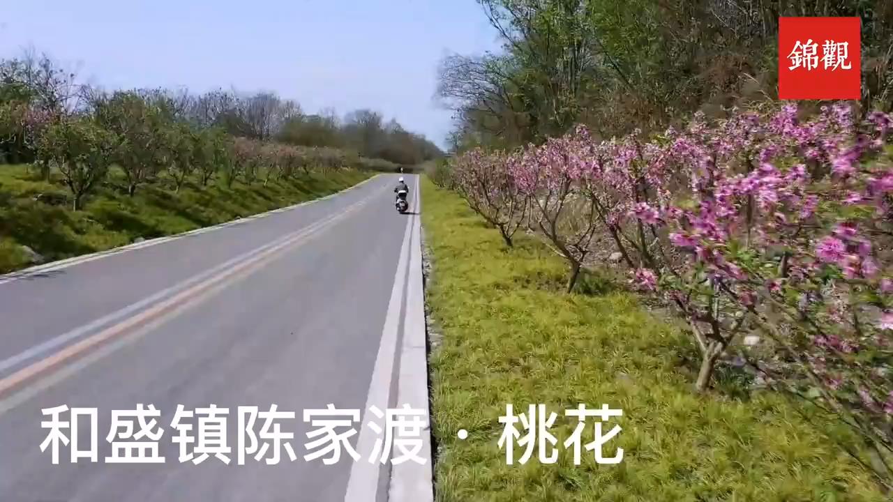 温江赏花图鉴出炉