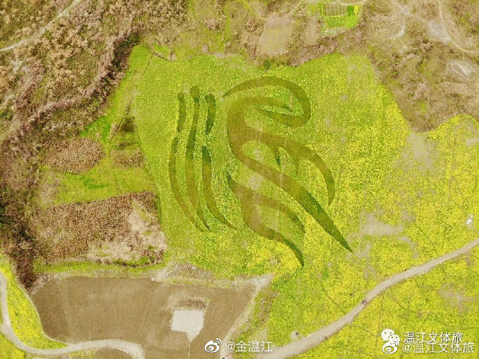 每次花开总是刷屏温江的人朋友圈！
