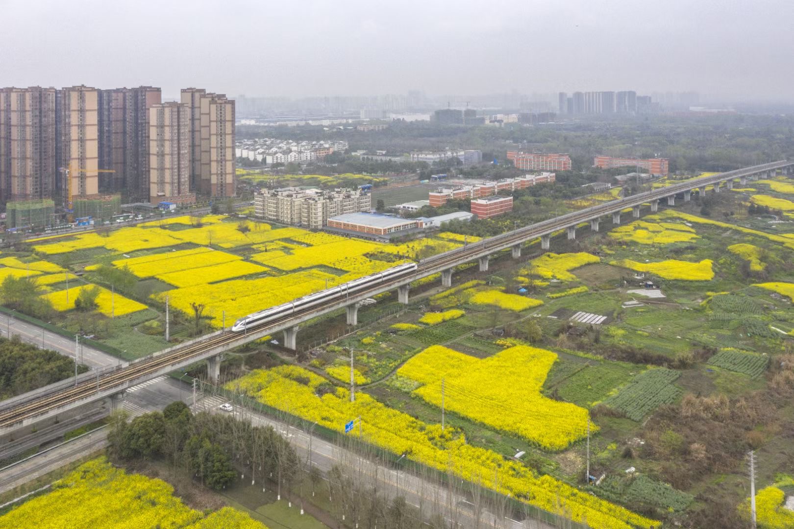 春天盛放的花有很多种。图by郭鉴