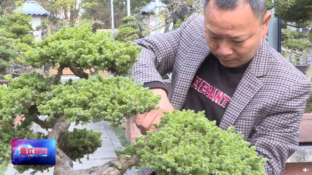 ​温江乡村巧匠——陈志贵：从未放弃对盆景的爱好和执着