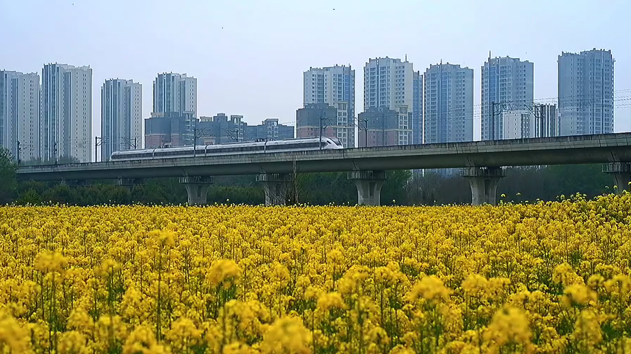 在成都坐高铁穿越油菜花海是什么体验？