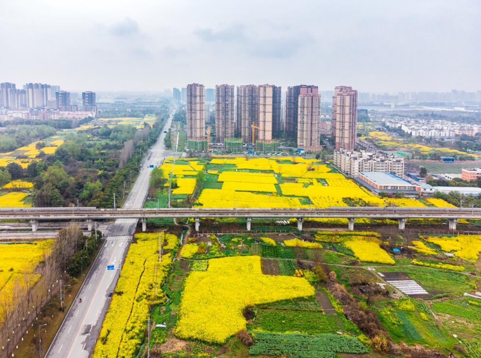 远处的高楼，乡野的韵味，勾起思乡的情绪。图by向实