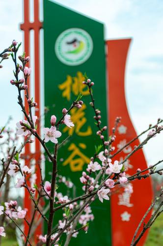 春天的微风里，桃花芬芳绽放，花开烂漫。图by向实