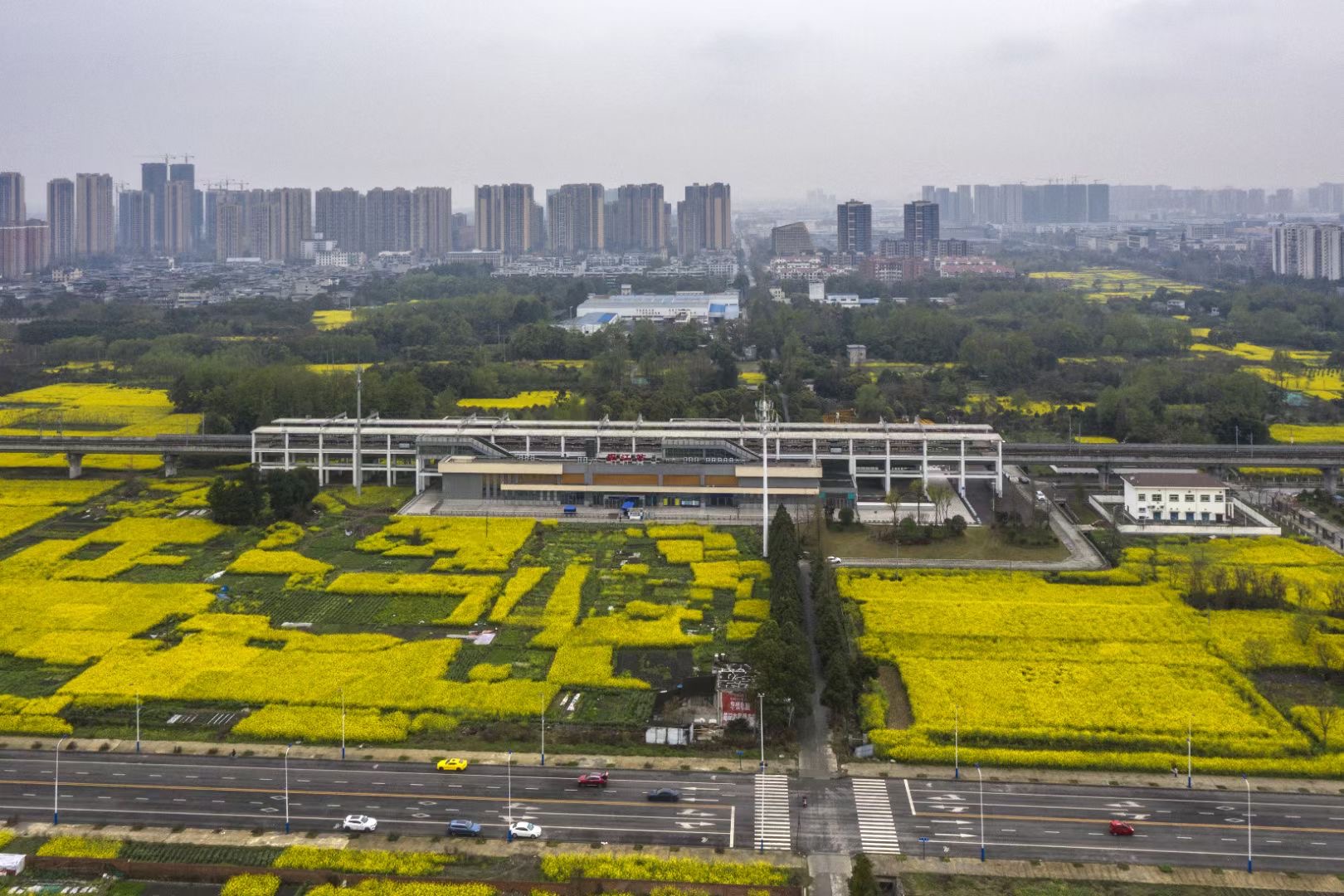 唯独这抹金黄令人印象深刻。图by郭鉴