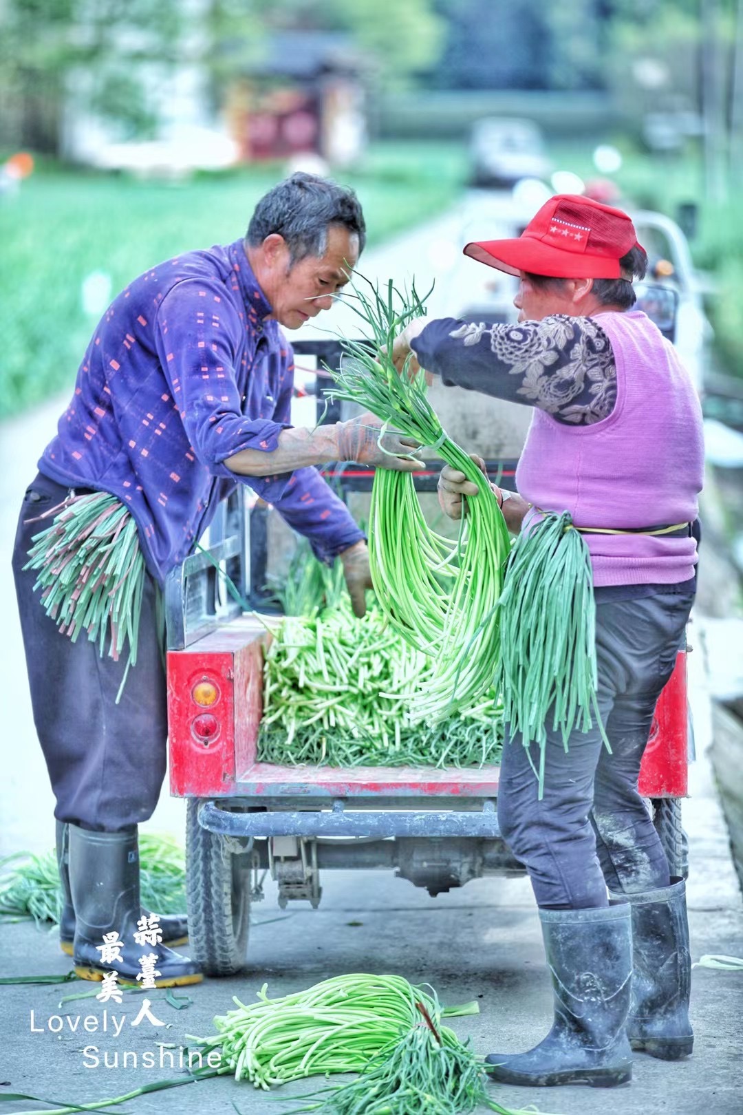 蒜苗炒肉、糖醋泡蒜薹、蒜烧鳝鱼...图by阳光