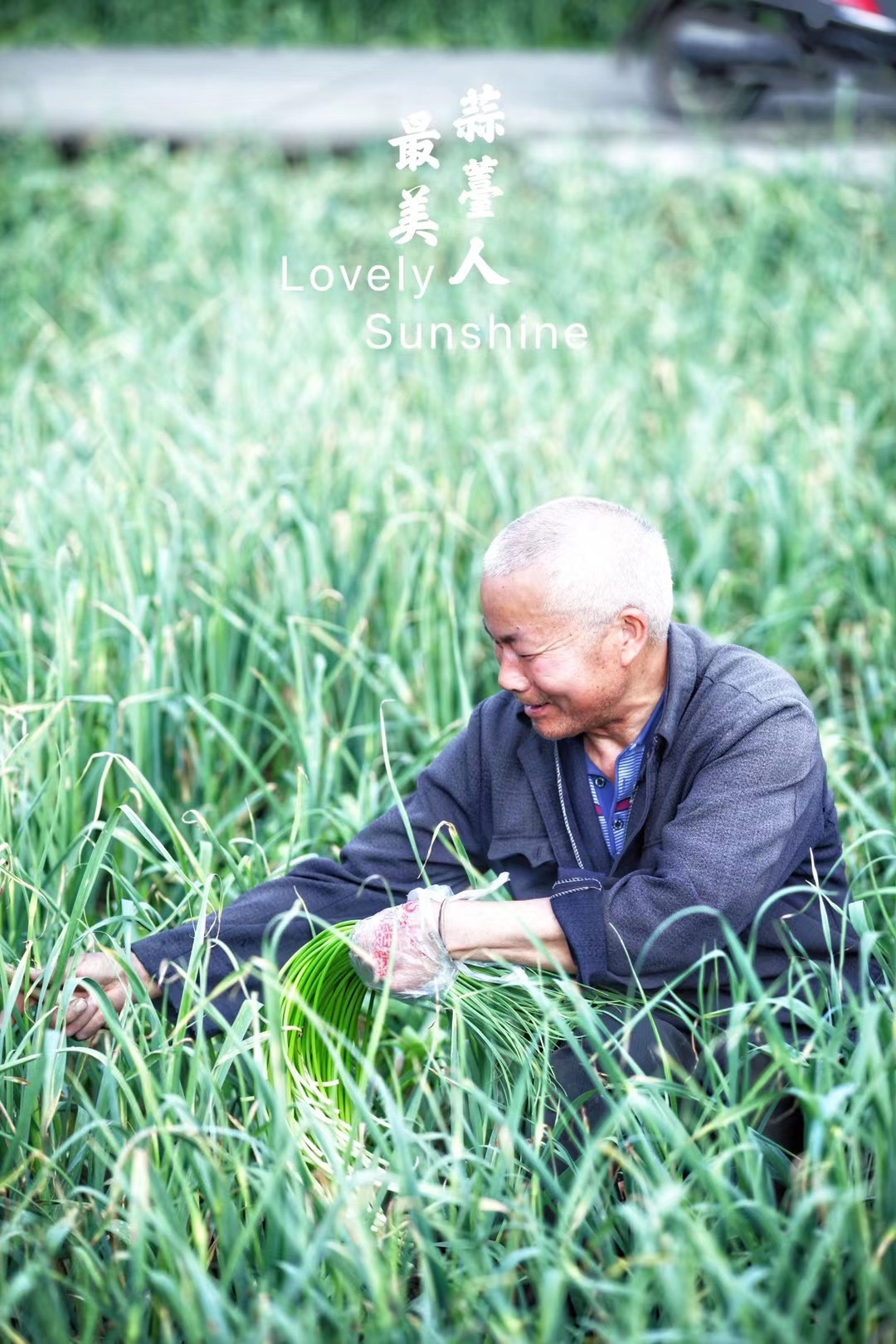温江蒜农们又开启起早贪黑模式。图by阳光
