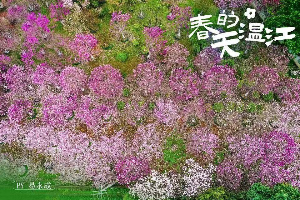 一百条春天的文案