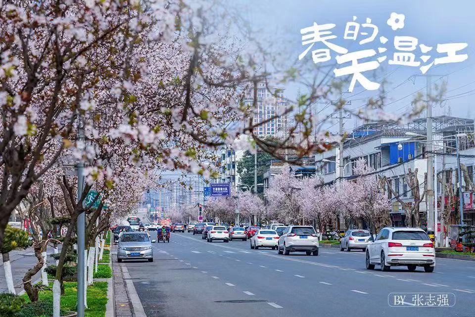 温江人镜头下的春天