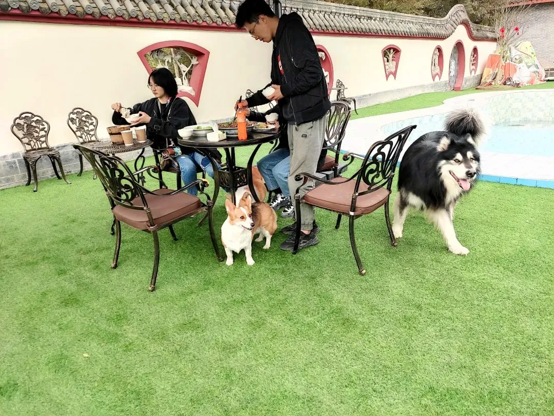 温江1元门票的萌宠乐园，究竟值不值得去？