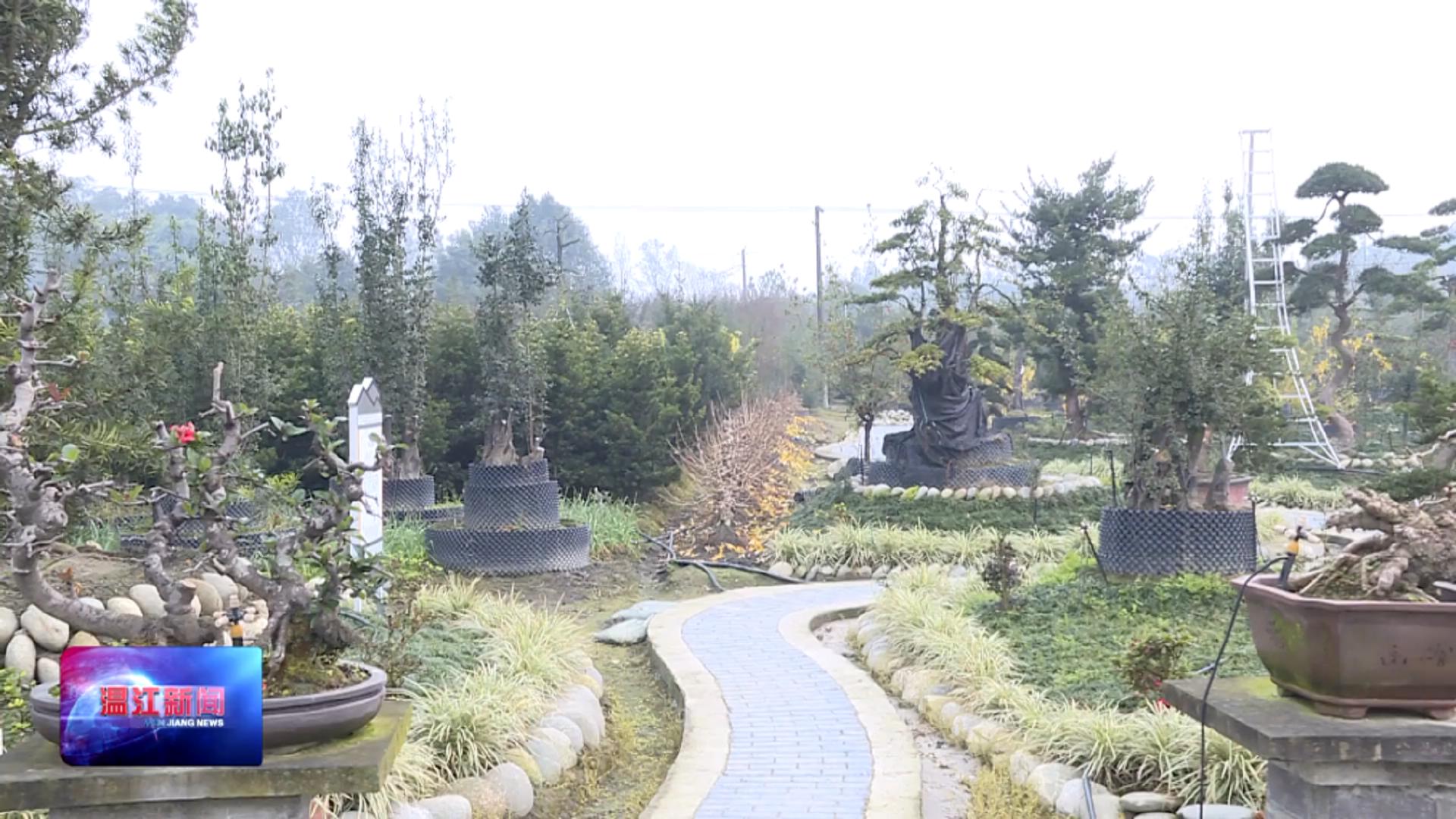 万春镇先锋村：以盆景书写致富经