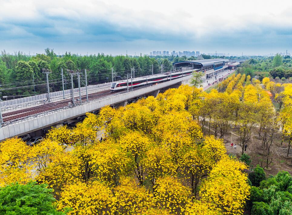 黄花风铃木盛开