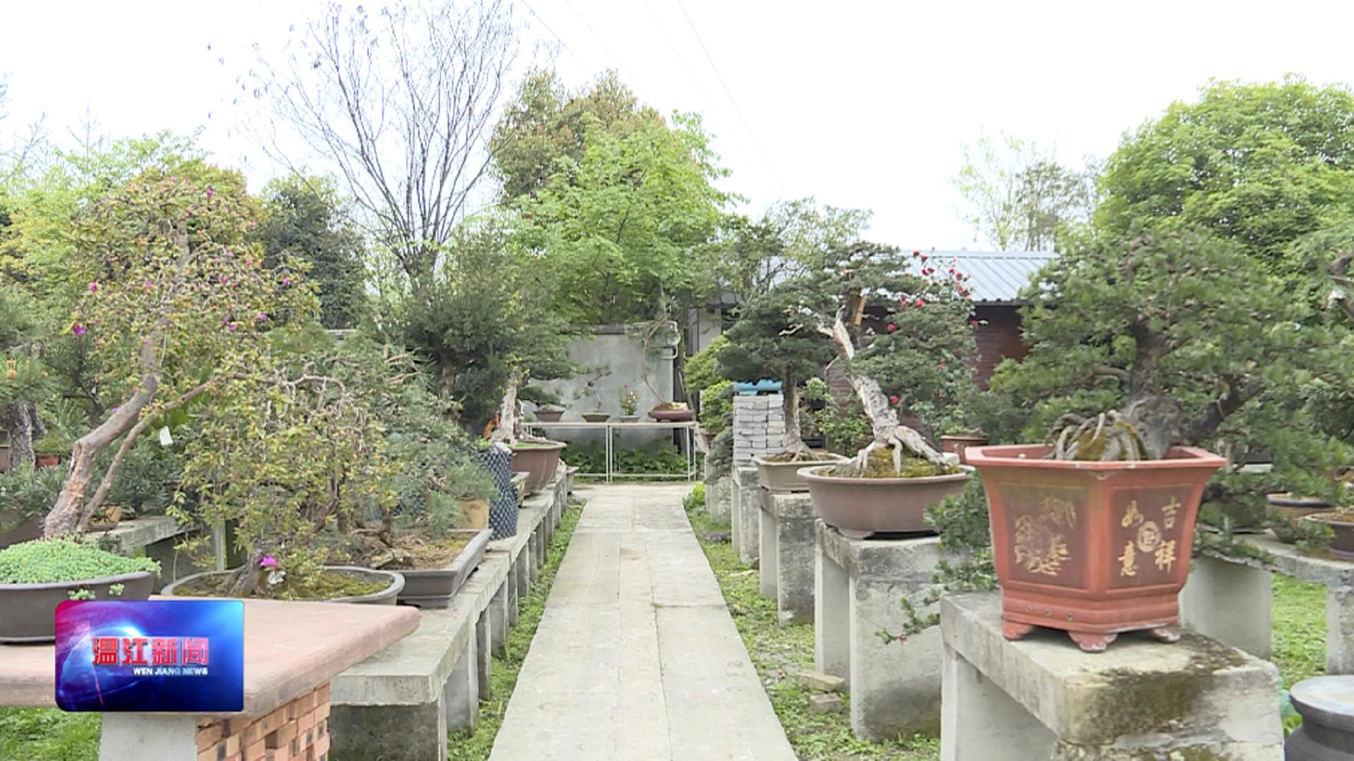 温江乡村巧匠——邓文祥：“动态”盆景，独树一帜