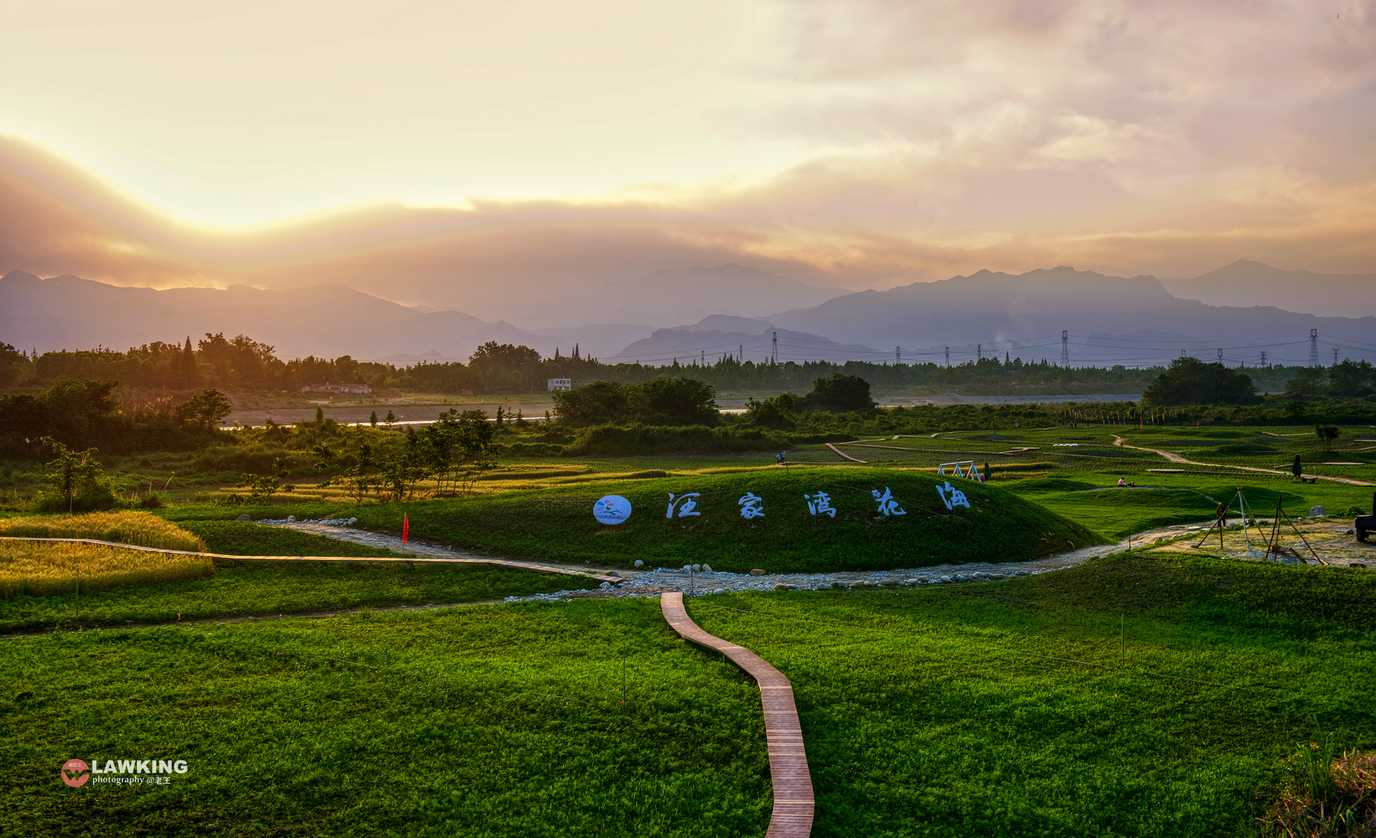 温江汪家湾花海的格桑花开了。图源老王