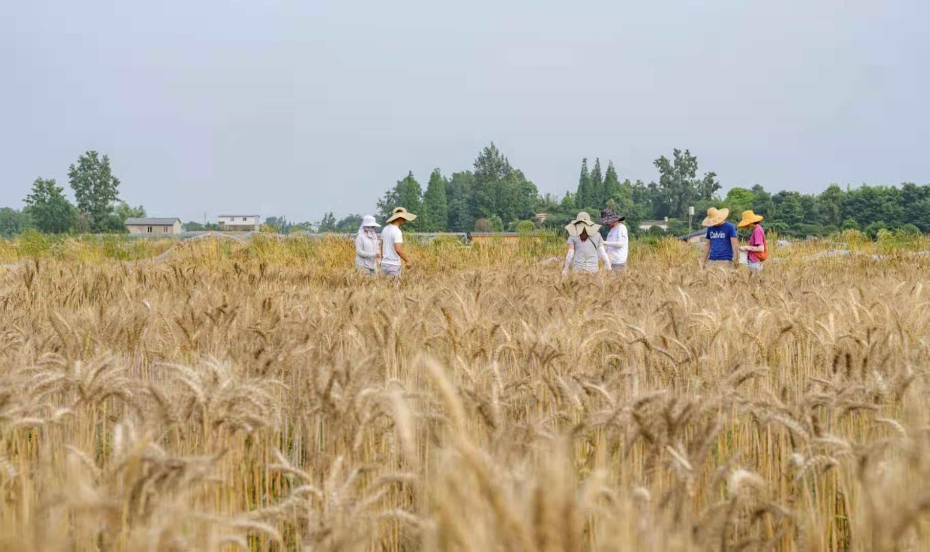 你小时候有没有打过麦子呢？图源夏国良。