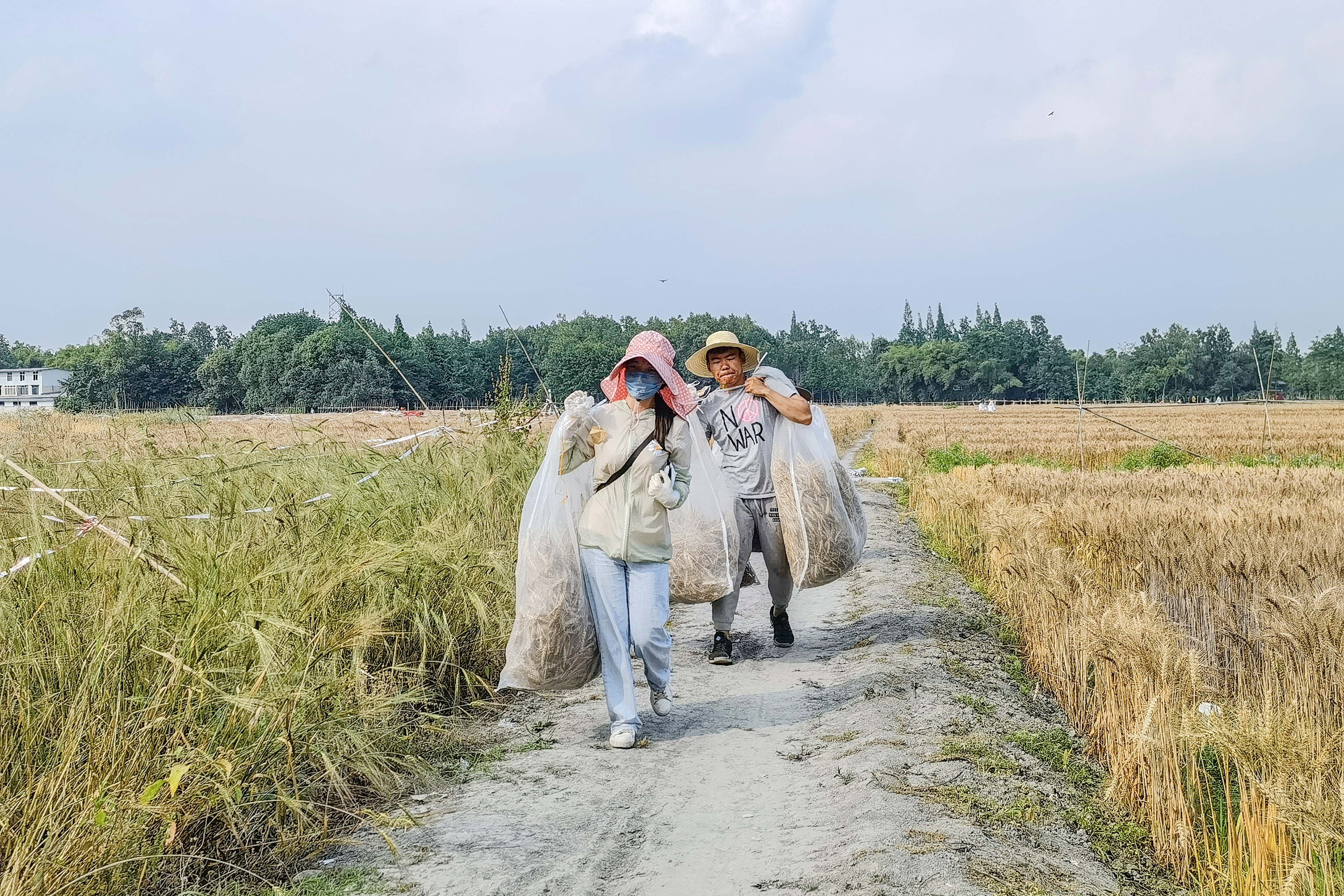同学们正忙着把自己种植的实验小麦进行晾晒。图源郭鉴。