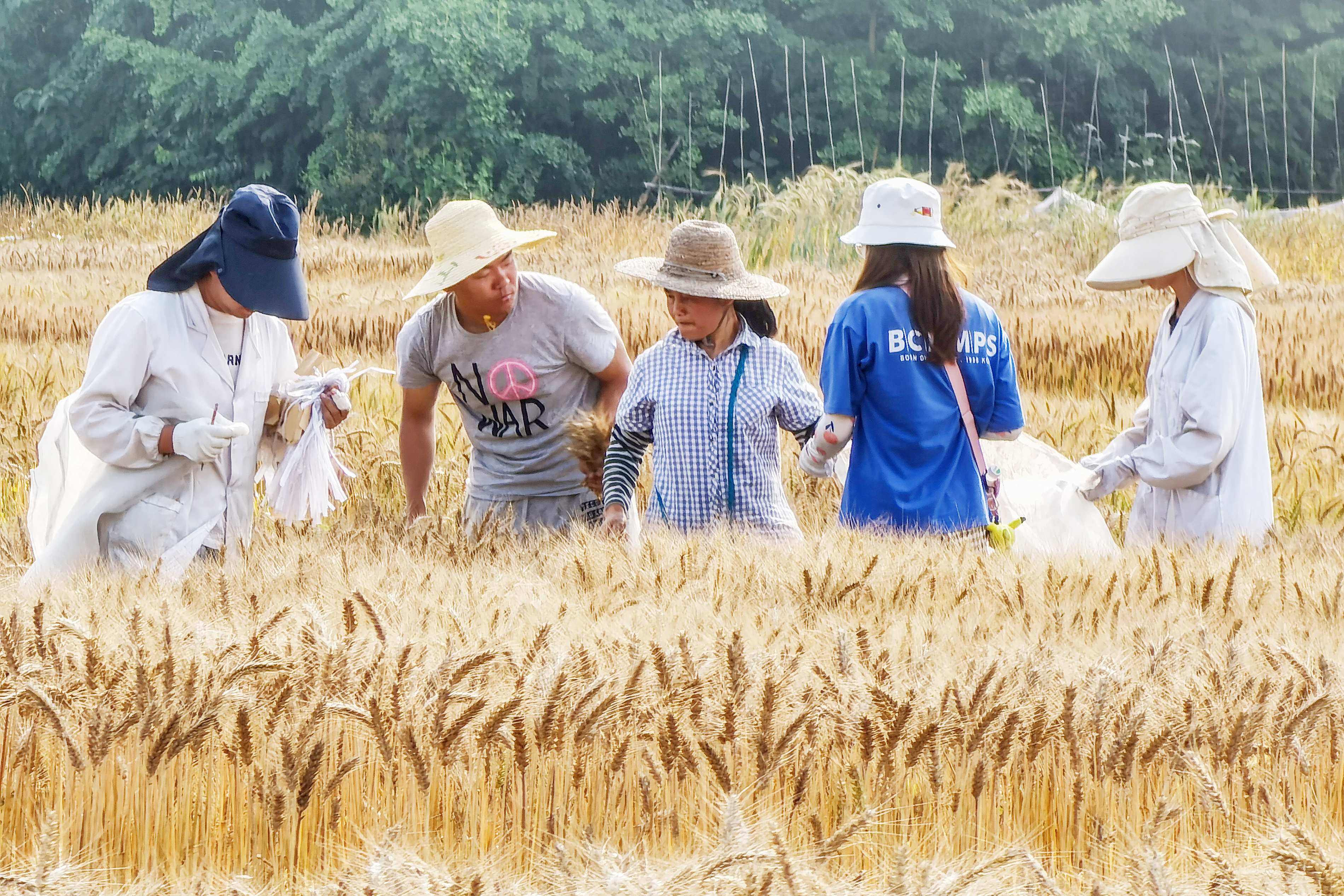 四川农业大学小麦研究基地，正是一片繁忙。图源郭鉴。