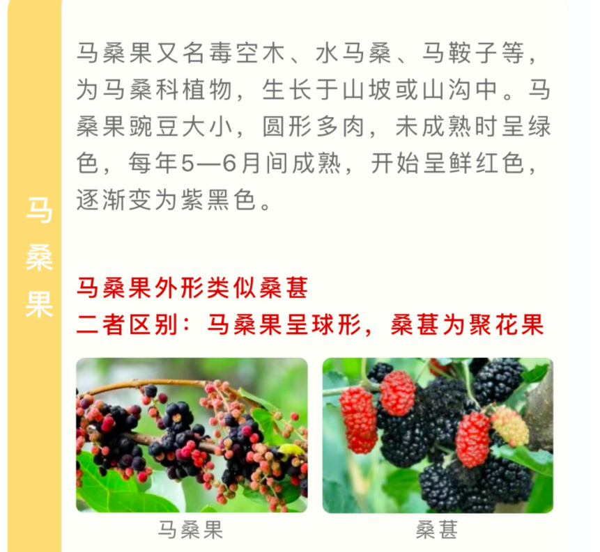 省疾控最新提醒！夏季这些常见的植物有毒