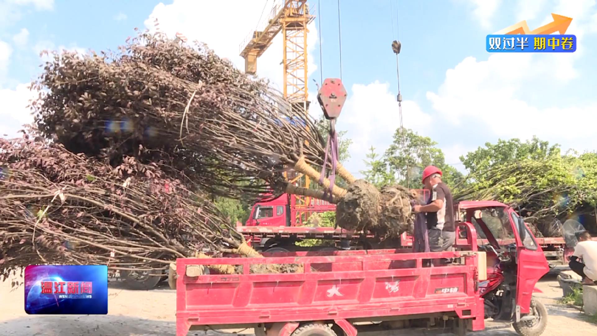 双过半 期中卷——温江区上半年温江花木销售13.5亿元，同比增加12.5%