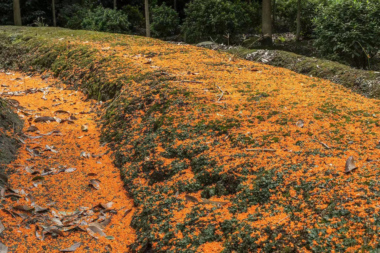 地上散落的桂花，就像铺上了一张金色的“地毯”。图据田相和。