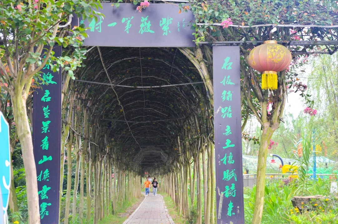 绿道赏花季 | 初秋，抓住紫薇花盛开的尾巴！