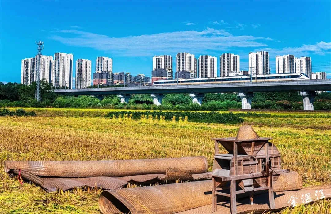 当稻田遇上高铁，温江这一新晋打卡地藏不住了！