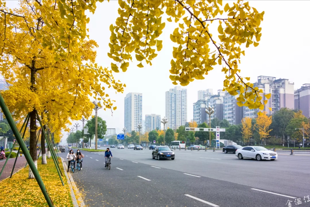 温江的“杏”福如期而至！我们一起守护！