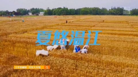 夏悠温江之麦田 